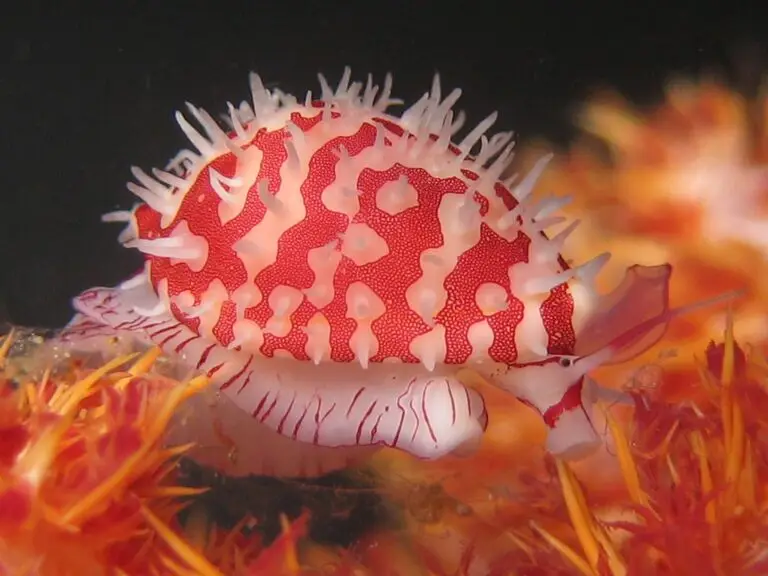 Diminovula culmen on Dendronephthya species