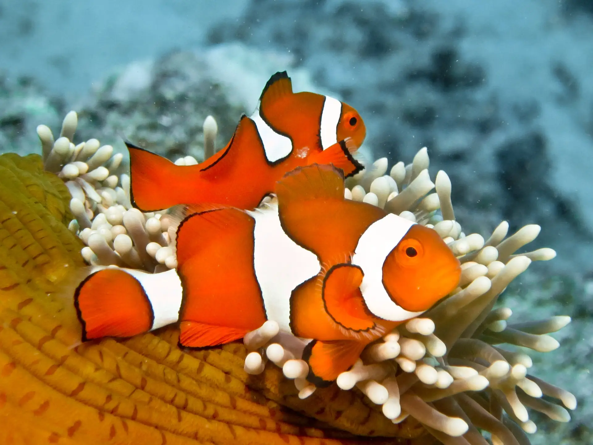 Amphiprion percula - Eastern Clown Anemonefish on Hetaractis magnifica