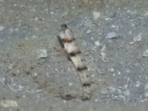 juvenile Beautiful-cheek Shrimpgoby Amblyeleotris callopareia