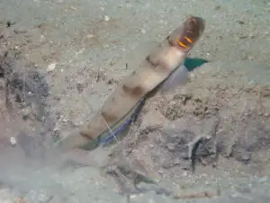 Beautiful-cheek Shrimpgoby Amblyeleotris callopareia with Grey Shrimp Alpheus species 5