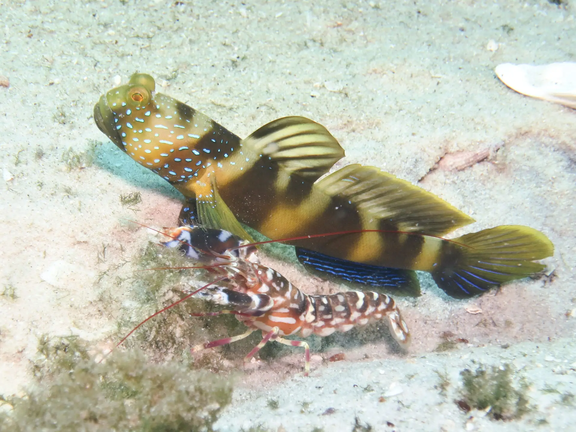 Bluelined Shrimpgoby Cryptocentrus bulbiceps with Tiger Shrimp Alpheus bellulus