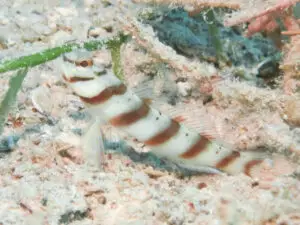 Diagonal Shrimpgoby Amblyeleotris diagonalis