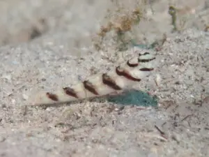 Diagonal Shrimpgoby Amblyeleotris diagonalis with particularly dark bands