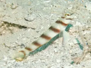 Diagonal Shrimpgoby Amblyeleotris diagonalis