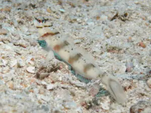 Diagonal Shrimpgoby Amblyeleotris diagonalis