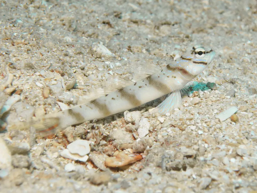 Diagonal Shrimpgoby Amblyeleotris diagonalis showing ventral fin