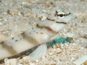 Diagonal Shrimpgoby Amblyeleotris diagonalis detail of facial markings