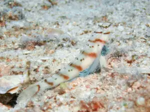 Diagonal Shrimpgoby Amblyeleotris diagonalis at burrow entrance