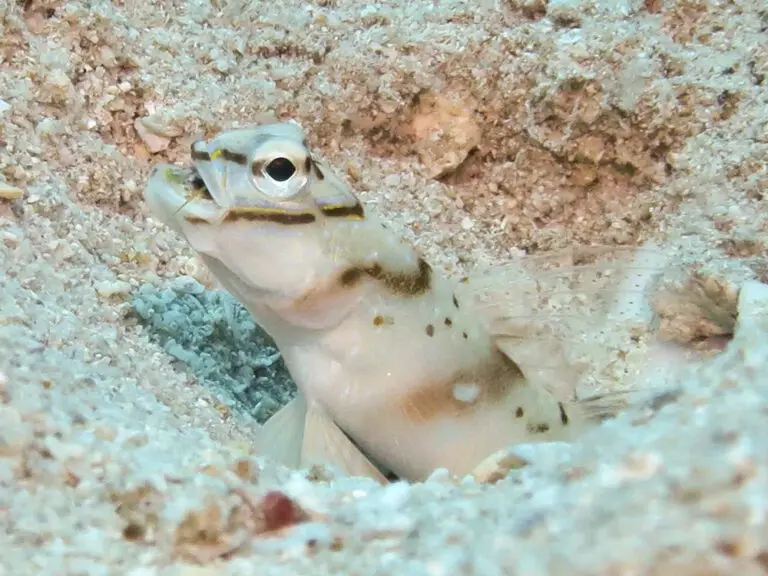 Diagonal Shrimpgoby Amblyeleotris diagonalis eating