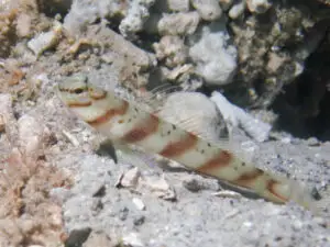 Diagonal Shrimpgoby Amblyeleotris diagonalis with dorsal fin extended