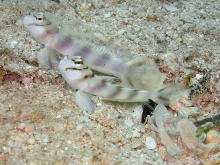 Pair of Diagonal Shrimpgoby Amblyeleotris diagonalis displaying to each other at burrow entrance