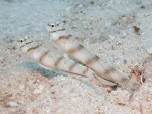 Pair of Diagonal Shrimpgoby Amblyeleotris diagonalis at burrow entrance