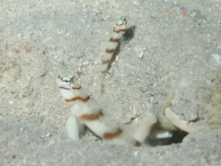 Odd sized pair of Diagonal Shrimpgoby Amblyeleotris diagonalis at burrow entrance