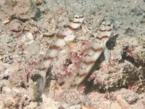 Pair of Diagonal Shrimpgoby Amblyeleotris diagonalis at burrow entrance