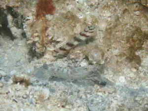 Diagonal Shrimpgoby Amblyeleotris diagonalis with Diagonal Barred Shrimp Alpheus rapacida at burrow entrance