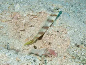 Diagonal Shrimpgoby Amblyeleotris diagonalis with Pink Pyjama Shrimp Alpheus ochrostriatus at burrow entrance