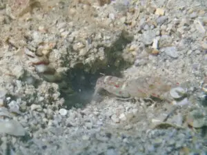 Diagonal Shrimpgoby Amblyeleotris diagonalis with Red-Speckled Shrimp Alpheus species 10