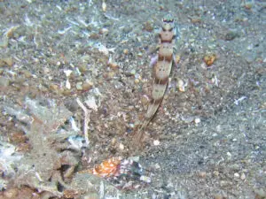 Diagonal Shrimpgoby Amblyeleotris diagonalis with Tiger Shrimp Alpheus bellulus at burrow entrance