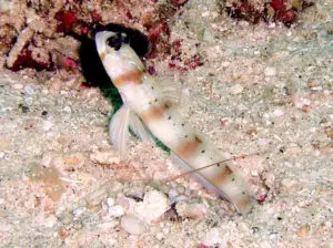 Amblyeleotris arcupinna, Arcfin Shrimpgoby with Tiger Snapping Shrimp, Alpheus bellulus