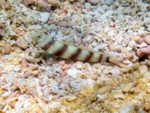 Amblyeleotris fasciatus, Redbanded Shrimpgoby