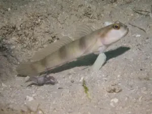 Amblyeleotris fontanesii, Giant Shrimpgoby