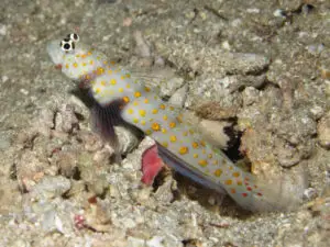 Amblyeleotris guttata, Blackchest Shrimpgoby