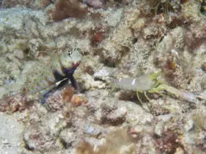 Amblyeleotris guttata Blackchest Shrimpgoby taking Yellow Pyjama Shrimp Alpheus ochrostriatus for a walk