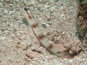 Amblyeleotris gymnocephala, Mask Shrimpgoby