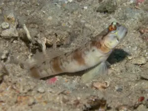 Amblyeleotris macronema, Longspine Shrimpgoby