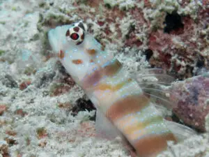 Redspotted Shrimpgoby Amblyeleotris ogasawarensis