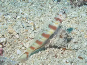 Redspotted Shrimpgoby Amblyeleotris ogasawarensis