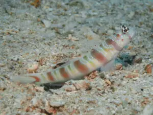 Amblyeleotris ogasawarensis, Redspotted Shrimpgoby