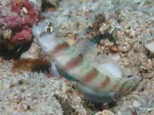 Redspotted Shrimpgoby Amblyeleotris ogasawarensis