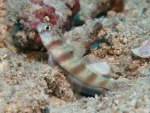 Redspotted Shrimpgoby Amblyeleotris ogasawarensis