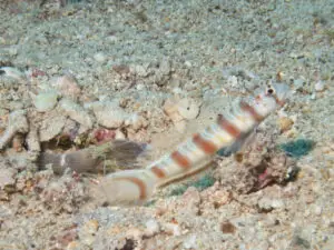 Redspotted Shrimpgoby Amblyeleotris ogasawarensis with Brown Pyjama Shrimp Alpheus ochrostriatus