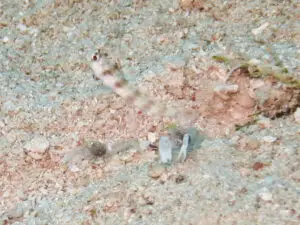 Redspotted Shrimpgoby Amblyeleotris ogasawarensis with Black-sided Shrimp Alpheus cf djeddensis