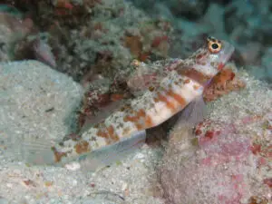 Amblyeleotris periophthalma, Broadbanded Shrimpgoby