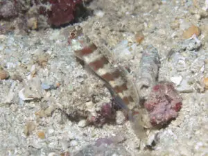 Broadbanded Shrimpgoby Amblyeleotris periophthalma