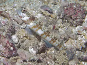 Broadbanded Shrimpgoby Amblyeleotris periophthalma