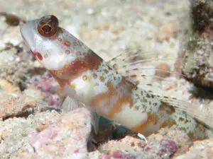 Broadbanded Shrimpgoby Amblyeleotris periophthalma