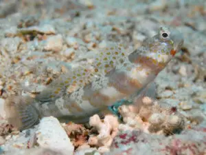 Broadbanded Shrimpgoby Amblyeleotris periophthalma