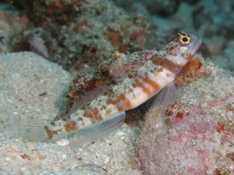 Broadbanded Shrimpgoby Amblyeleotris periophthalma