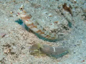 Broadbanded Shrimpgoby Amblyeleotris periophthalma with Brown Pyjama Shrimp Alpheus ochrostriatus