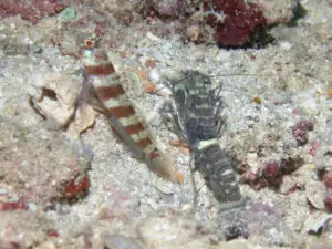 periophthalma with Dark Marbled Shrimp Alpheus macellarius