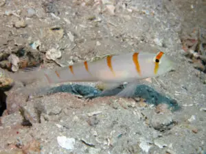 Sailfin Shrimpgoby Amblyeleotris randalli