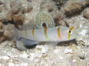 Sailfin Shrimpgoby Amblyeleotris randalli