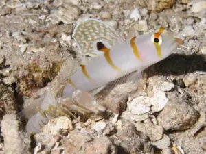 Amblyeleotris randalli, Sailfin Shrimpgoby