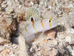 Sailfin Shrimpgoby Amblyeleotris randalli