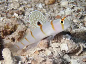 Sailfin Shrimpgoby Amblyeleotris randalli