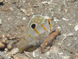 Sailfin Shrimpgoby Amblyeleotris randalli